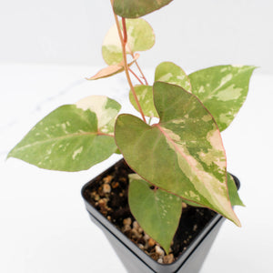 Fallopia multiflora pink/albo variegated (wk34-L65)