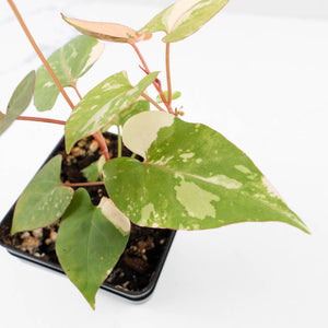 Fallopia multiflora pink/albo variegated (wk34-L65)