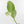 Ficus Elastica cv. 'Asahi' (wk37-U74)