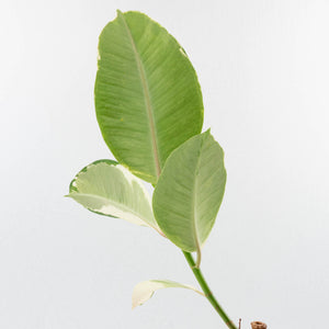 Ficus Elastica cv. 'Asahi' (wk37-U74)
