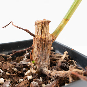Ficus Elastica cv. 'Asahi' (wk37-U74)