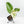 Ficus Elastica cv. 'Asahi' (wk37-U74)