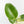 Ficus Elastica cv. 'Asahi' (wk37-U74)