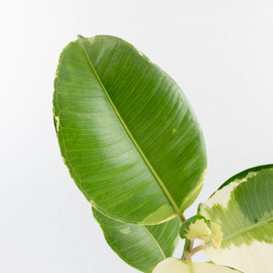 Ficus Elastica cv. 'Asahi' (wk37-U74)