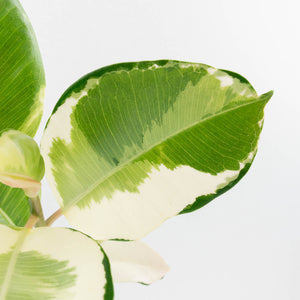 Ficus Elastica cv. 'Asahi' (wk37-U74)