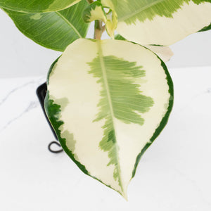 Ficus Elastica cv. 'Asahi' (wk37-U74)