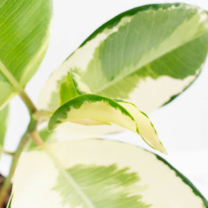 Ficus Elastica cv. 'Asahi' (wk37-U74)
