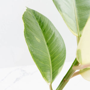 Ficus Elastica cv. 'Asahi' (wk37-U74)