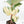 Ficus Elastica cv. 'Asahi' (wk19-UJ)