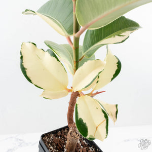 Ficus Elastica cv. 'Asahi' (wk19-UJ)
