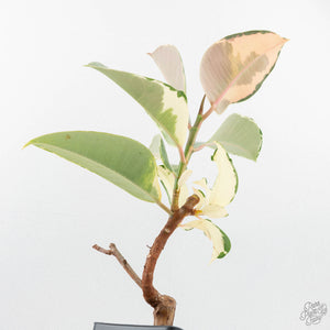 Ficus Elastica cv. 'Asahi' (wk19-UJ)
