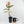 Ficus Elastica cv. 'Asahi' (wk19-UJ)