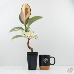 Ficus Elastica cv. 'Asahi' (wk19-UJ)