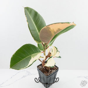Ficus Elastica cv. 'Asahi' (wk19-UJ)