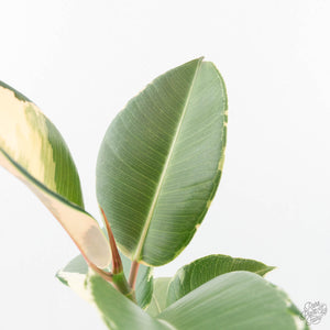 Ficus Elastica cv. 'Asahi' (wk19-UJ)