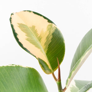 Ficus Elastica cv. 'Asahi' (wk19-UJ)