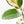 Ficus Elastica cv. 'Asahi' (wk19-UJ)