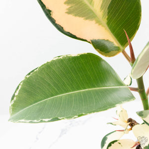Ficus Elastica cv. 'Asahi' (wk19-UJ)