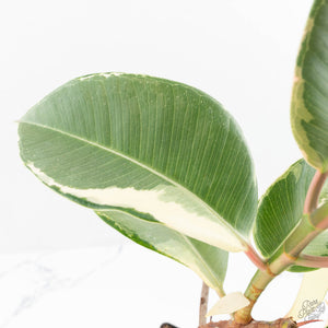 Ficus Elastica cv. 'Asahi' (wk19-UJ)