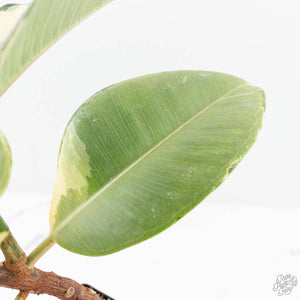 Ficus Elastica cv. 'Asahi' (wk19-UJ)