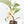 Ficus Elastica cv. 'Asahi' (wk19-UJ)