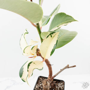Ficus Elastica cv. 'Asahi' (wk19-UJ)
