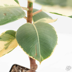 Ficus Elastica cv. 'Asahi' (wk17-US)