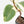 Ficus Elastica cv. 'Asahi' (wk17-US)
