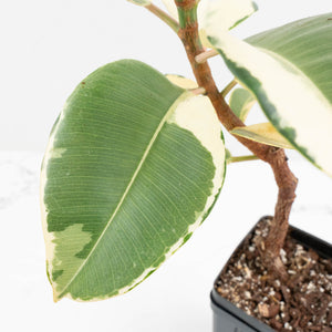 Ficus Elastica cv. 'Asahi' (wk17-US)