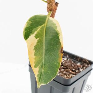 Ficus Elastica cv. 'Asahi' (wk17-US)
