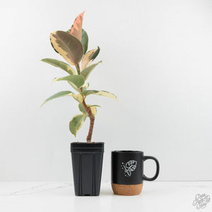 Ficus Elastica cv. 'Asahi' (wk17-US)