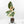 Ficus Elastica cv. 'Asahi' (wk17-US)