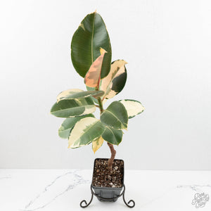 Ficus Elastica cv. 'Asahi' (wk17-US)