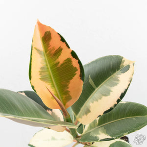 Ficus Elastica cv. 'Asahi' (wk17-US)