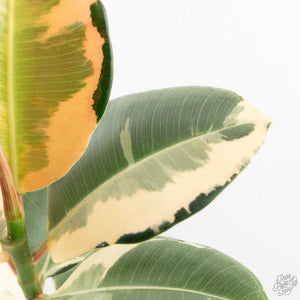 Ficus Elastica cv. 'Asahi' (wk17-US)