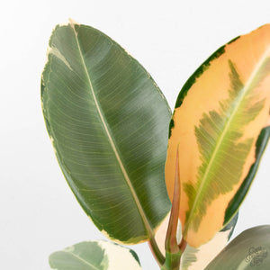 Ficus Elastica cv. 'Asahi' (wk17-US)