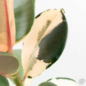 Ficus Elastica cv. 'Asahi' (wk17-US)
