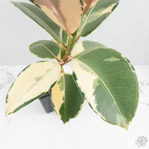 Ficus Elastica cv. 'Asahi' (wk17-US)