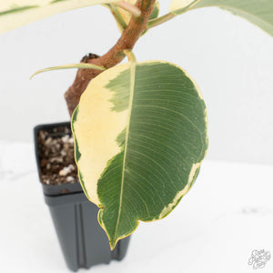 Ficus Elastica cv. 'Asahi' (wk17-US)