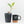 Ficus Elastica cv. 'Asahi' (wk30-UE)