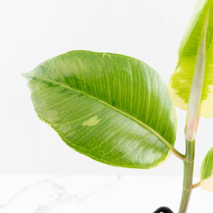 Ficus Elastica cv. 'Asahi' (wk30-UE)