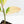 Ficus Elastica cv. 'Asahi' (wk30-UE)