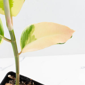Ficus Elastica cv. 'Asahi' (wk30-UE)
