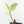 Ficus Elastica cv. 'Asahi' (wk30-UE)