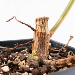 Ficus Elastica cv. 'Asahi' (wk30-UE)