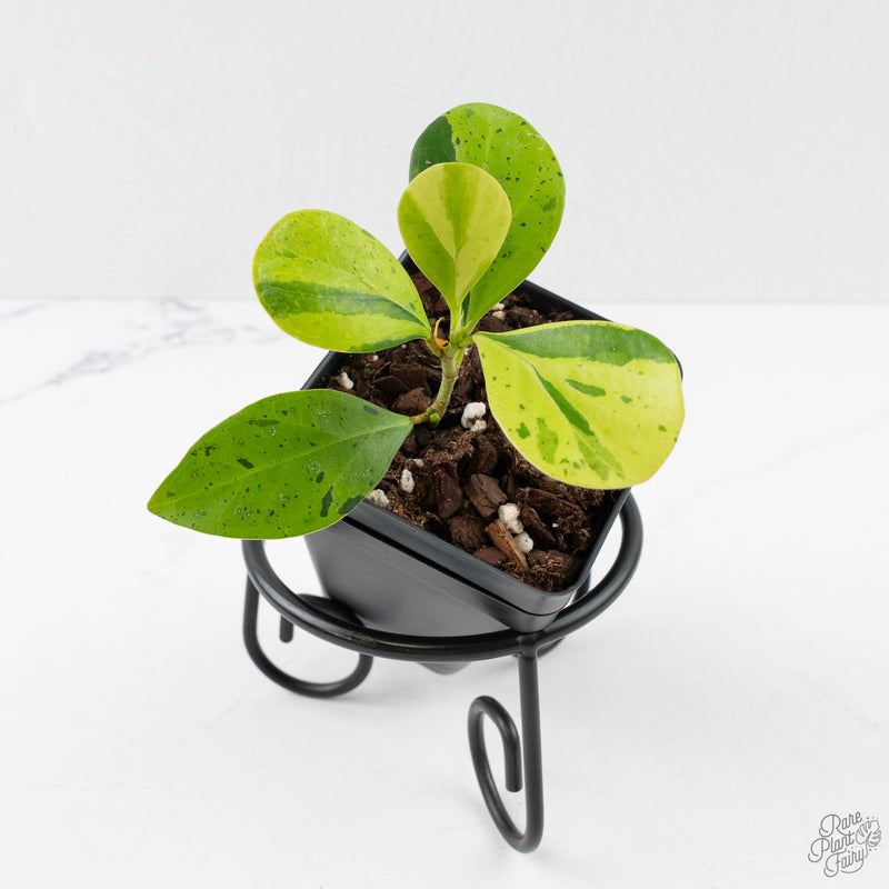 Ficus 'Electrolyte' (wk40-U156)
