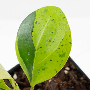 Ficus 'Electrolyte' (wk40-U156)