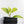 Ficus 'Electrolyte' (wk40-U156)