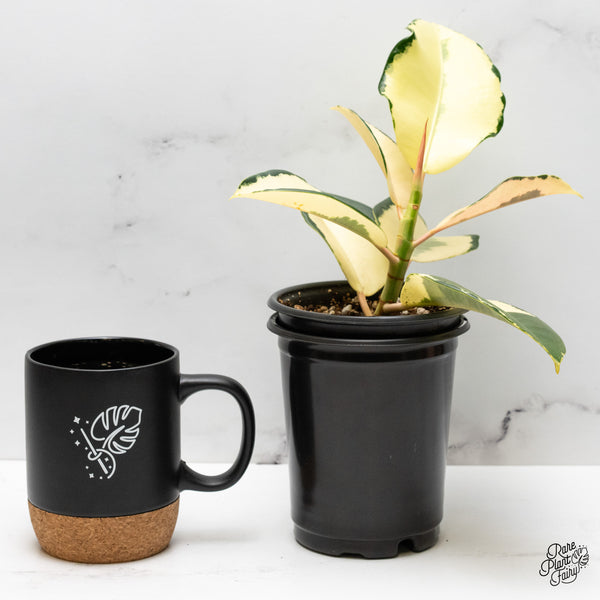 Ficus Elastica cv. 'Asahi' (wk48-UH)