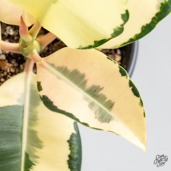 Ficus Elastica cv. 'Asahi' (wk48-UH)